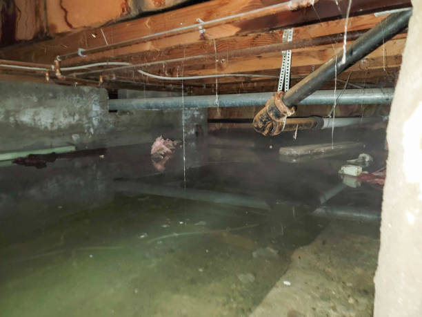 Best Carpet water damage restoration  in Belwood, NC