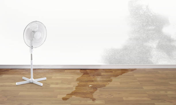 Best Mold removal after water damage  in Belwood, NC